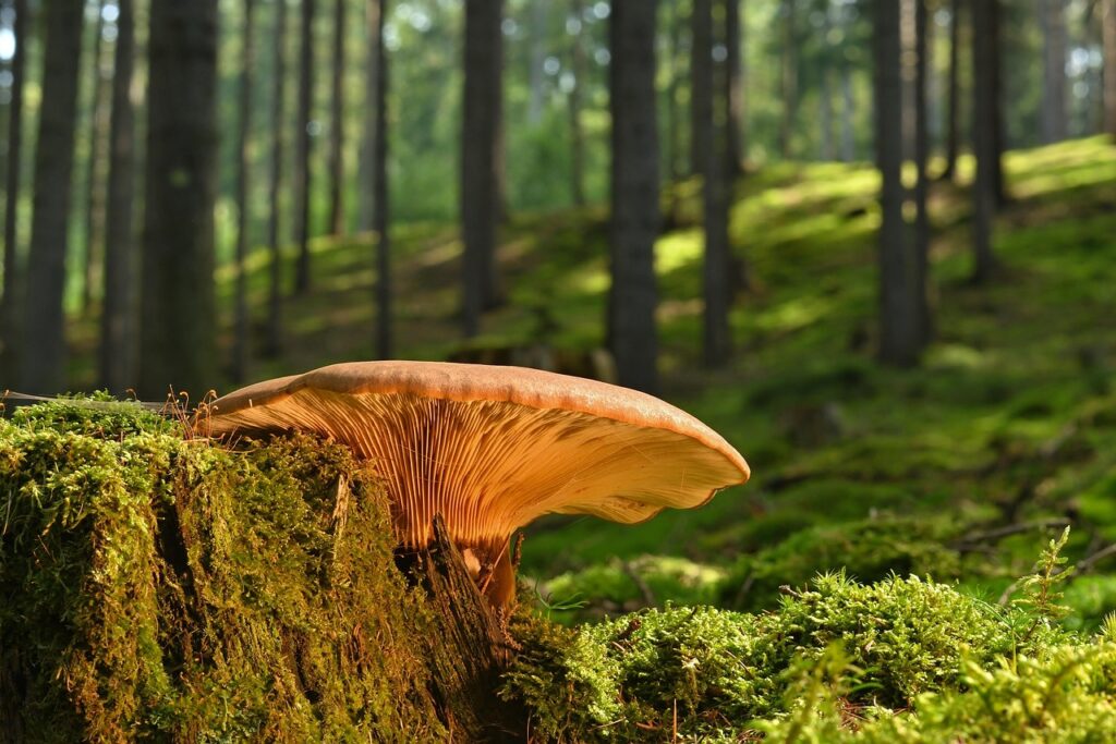 mushroom, tree stump, moss, forest floor, summer, nature, summer, summer, summer, summer, summer